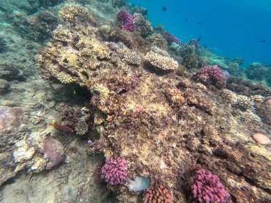 Underwater panoramic view of coral reef with tropical fish, seaweeds and corals at the Red Sea, Egypt. Acropora gemmifera and Hood coral or Smooth cauliflower coral (Stylophora pistillata), Lobophyllia hemprichii, Acropora hemprichii or Pristine Stag clipart
