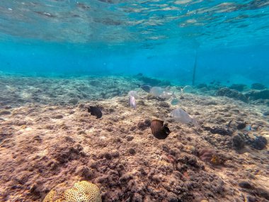 Sargo sürüsü ya da mercan resifinde su altında Diplodus Sargus balığı olarak bilinen Beyaz Deniz balığı sürüsü. Mercanlar ve tropikal balıklarla dolu su altı yaşamı. Kızıl Deniz 'deki Mercan Resifi, Mısır