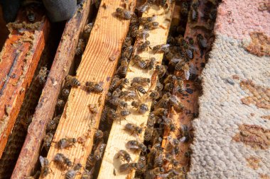 Arı kovanının çerçeveleri. Bal arılarının oluşturduğu çerçeveleri gösteren açılan kovan gövdesinin yakından görünümü