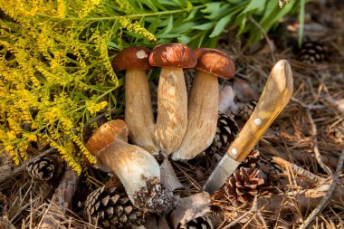 Boletus mantarları ve sarı çiçekler. Porcini mantarları (Sepet, porcino veya kral bolete, genellikle Boletus edulis olarak adlandırılır) sonbahar mevsiminde yosun ve kuru yaprakların arasında çam ağacı orman tabanında bulunur. Yenebilir orman mantarları..