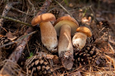Vahşi doğada Boletus mantarları. Porcini mantar yığını (Sepet, porcino veya kral bolete, genellikle Boletus edulis olarak bilinir), sonbahar mevsiminde yosun ve kuru yaprakların arasında çam ağacı orman zemininde bulunur. Yenebilir orman mantarları..