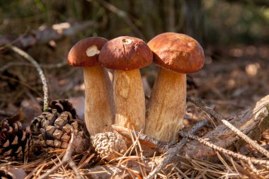 Vahşi doğada üçlü Boletus mantarı. Porcini mantarı (Sepet, porcino veya kral bolete, genellikle boletus edulis olarak adlandırılır) sonbahar mevsiminde yosun ve kuru yaprakların arasında çam ağacı ormanlarında bulunur.