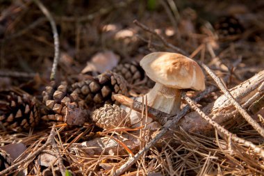 Vahşi doğada tek Boletus mantarı. Porcini mantarı (Sepet, porcino veya kral bolete, genellikle boletus edulis olarak bilinir) sonbahar mevsiminde çam ağacı ormanlarında yosun ve kuru yapraklar arasında yetişir.