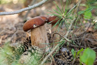 Vahşi doğada üçlü Boletus mantarı. Porcini mantarı (Sepet, porcino veya kral bolete, genellikle boletus edulis olarak adlandırılır) sonbahar mevsiminde yosun ve kuru yaprakların arasında çam ağacı ormanlarında bulunur.