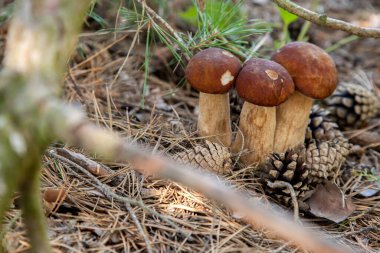 Vahşi doğada üçlü Boletus mantarı. Porcini mantarı (Sepet, porcino veya kral bolete, genellikle boletus edulis olarak adlandırılır) sonbahar mevsiminde yosun ve kuru yaprakların arasında çam ağacı ormanlarında bulunur.