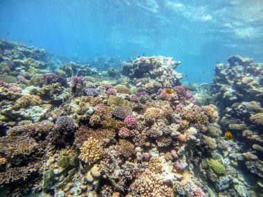 Sualtı panoramik mercan resifleri tropikal balıklar, deniz yosunları ve Mısır 'daki mercanlar. Acropora gemmifera ve Hood mercanı ya da Pürüzsüz karnabahar mercanı (Stylophora pistillata), Lobophyllia hemprichii, Acropora hemprichii veya Pristine Stag