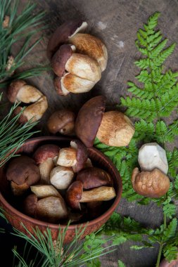 Boletus badius, imleria badia ya da Bay bolete ve Porcini mantarlarının sonbahar kompozisyonu yaygın olarak Boletus Edulis olarak bilinir, kil kase ile mantarlar eski ahşap arka planda yeşil çam ağacı dalı ve eğreltiotu yaprağı sırtı