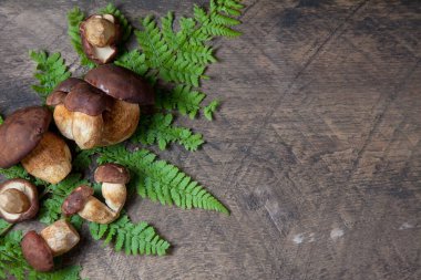 Boletus badius, imleria badia ya da Bay bolete 'nin sonbahar kompozisyonu. Sırtında eğreltiotu yeşili yaprak olan eski ahşap arka planda. Yenilebilir ve gözenekli mantarların kadife rengi kahverengi veya kestane rengi başlıkları vardır.