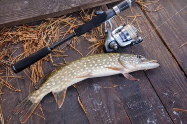 Freshwater Northern pike fish know as Esox Lucius and fishing rod with reel lying on vintage wooden background with yellow leaves at autumn time. Fishing concept, good catch - big freshwater pike fish just taken from the water and fishing rod with re clipart