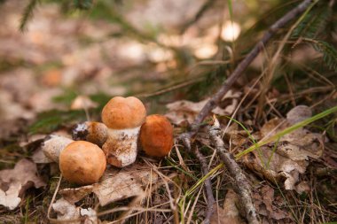 Turuncu kapak boletus. Kırmızı başlıklı kırmızı mantarlar ve çimenlerin arasında beyaz bir ayak, sonbahar mevsiminde çam ağacı ormanlarında yosun ve kuru yapraklar. Yenebilir orman mantarları..