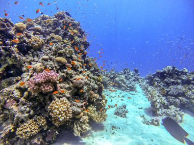 Sualtı panoramik mercan resifinin Lyretail anthias sürüsü (Pseudanthias squamipinnis) ve diğer tropikal balık türleri, deniz yosunları ve mercanlar ile Kızıl Deniz, Mısır. Acropora gemmifera ve Hood mercanı veya Pürüzsüz karnabahar mercanı (Stylophora 