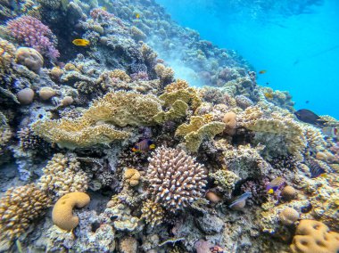 Sualtı panoramik mercan resifleri tropikal balıklar, deniz yosunları ve Mısır 'daki mercanlar. Acropora gemmifera ve Hood mercanı ya da Pürüzsüz karnabahar mercanı (Stylophora pistillata), Lobophyllia hemprichii, Acropora hemprichii veya Pristine Stag