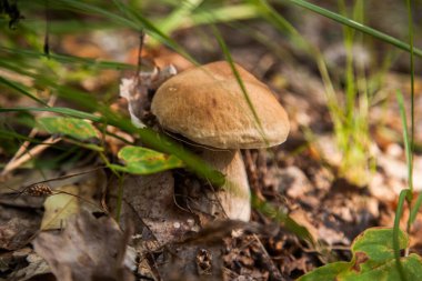 Boletus edulis (cep, porcino veya kral bolete, genellikle Porcini mantarı olarak bilinir), sonbahar mevsiminde orman zemininde yosun, yeşil çimen ve düşen yapraklar arasında yetişir.