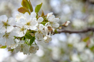 Bahar zamanı meyve bahçesi. Tatlı kiraz ağacının beyaz çiçeğinin üzerindeki bal arısının yakın görüntüsü. Tatlı bal yapmak için bal arısı polen ve nektar topluyor. Küçük yeşil yapraklar ve tatlı kiraz ağaçlarının beyaz çiçekleri baharda bahçede çiçek açar..