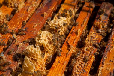 Arı kovanının çerçeveleri. Bal arılarının oluşturduğu çerçeveleri gösteren açılan kovan gövdesinin yakından görünümü