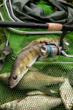 Tatlı su zander balığı, Sander lucioperca olarak bilinir. Yeşil balıkçı ağıyla sudan yeni alındı. Balıkçılık konsepti, iyi av - büyük tatlı su zander balığı ve olta oltası ile balıkçılık ile birlikte bobin tutucu.
