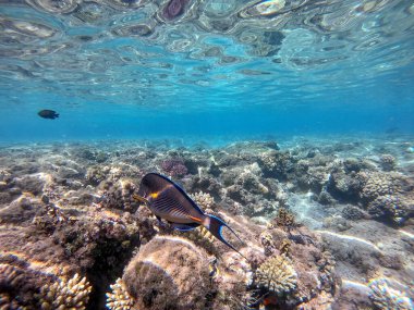 Mercan resiflerindeki renkli tropikal balık Sohal Cerrah Balığı 'nın (Acanthurus Sohal) su altı görüntüsünü yakından takip edin. Mercanlar ve tropikal balıklarla dolu su altı yaşamı. Kızıl Deniz 'deki Mercan Resifi, Mısır