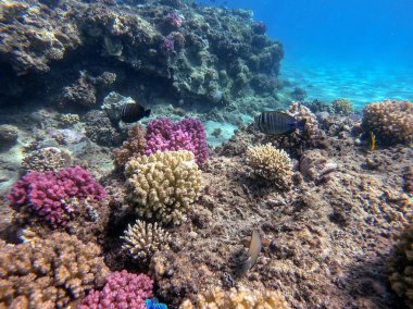 Mercan resifinde suyun altında, tropikal yelkenli tang ya da Zebrasoma desjardinii olarak bilinen Desjardin 'in yelkenli tangına yakından bakın. Mercanlar ve tropikal balıklarla dolu su altı yaşamı. Kızıl Deniz 'deki Mercan Resifi, Mısır
