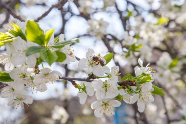 İlkbaharda meyve bahçesi. Tatlı bal yapmak için polen ve nektar toplama elma ağacının beyaz çiçek üzerinde bal arısı yakından görünümü. Bahçede elma ağacının küçük yeşil yaprakları ve beyaz çiçekleri