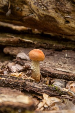 Turuncu kapak boletus. Yenebilir orman mantarları. Genç bir boletus ormanda yetişir, kırmızı başlıklı bir mantar ve kuru yapraklar ve dallar arasında beyaz bir ayak.