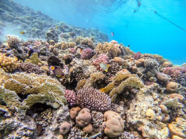 Sualtı panoramik mercan resifleri tropikal balıklar, deniz yosunları ve Mısır 'daki mercanlar. Acropora gemmifera ve Hood mercanı ya da Pürüzsüz karnabahar mercanı (Stylophora pistillata), Lobophyllia hemprichii, Acropora hemprichii veya Pristine Stag