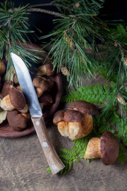 Boletus badius, imleria badia ya da bay bolete 'nin sonbahar kompozisyonu, mantarlı kil kasesi ve çam ağacının yeşil dallı ve eğreltiotu yapraklı klasik ahşap arka planda bıçak. Yenilebilir ve gözenekli mantarların kadife kahverengi veya kestane rengi vardır. 