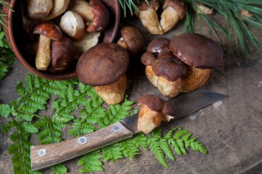 Boletus badius, imleria badia ya da bay bolete 'nin sonbahar kompozisyonu, mantarlı kil kasesi ve çam ağacının yeşil dallı ve eğreltiotu yapraklı klasik ahşap arka planda bıçak. Yenilebilir ve gözenekli mantarların kadife kahverengi veya kestane rengi vardır. 