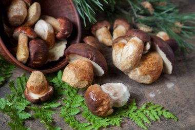 Boletus badius, imleria badia ya da Bay bolete ve Porcini mantarlarının sonbahar kompozisyonu yaygın olarak Boletus Edulis olarak bilinir, kil kase ile mantarlar eski ahşap arka planda yeşil çam ağacı dalı ve eğreltiotu yaprağı sırtı