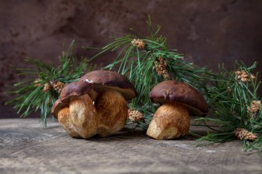 Boletus badius, imleria badia ya da bay bolete mantarlarının sonbahar kompozisyonu arkada yeşil çam dalı olan klasik ahşap arka planda. Yenilebilir ve gözenekli mantarların kadife rengi kahverengi veya kestane rengi başlıkları vardır.