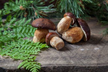 Birkaç Boletus badius, imleria badia ya da Bay bolete mantarlarının sonbahar kompozisyonu eski ahşap arka planda eğreltiotu yeşil yaprağı ve arkasında çam ağacı dalı ile birlikte. Yenilebilir ve gözenekli mantarların kadife rengi kahverengi veya kestane rengi başlıkları vardır.