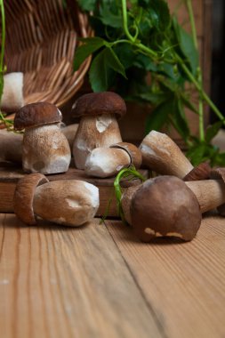 Yenebilir orman mantarları. Toplanan yabani porcini mantar yığını (sepet, porcino veya kral bolete, genellikle boletus edulis olarak bilinir), mantarlı hasır sepeti ve sonbahar mevsiminde ahşap arka planda yeşil üzüm yaprakları.