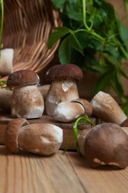 Yenebilir orman mantarları. Toplanan yabani Porcini mantarları (cep, porcino veya kral bolete, genellikle boletus edulis olarak adlandırılır) arasından güzel porcini mantarları, mantarlı sepet ve yabani üzüm yaprakları arasında seçici bir odak noktası