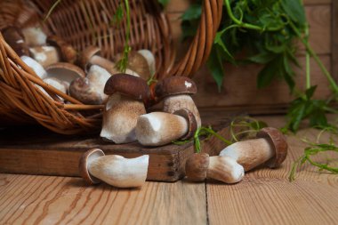 Yenebilir orman mantarları. Toplanan yabani porcini mantar yığını (sepet, porcino veya kral bolete, genellikle boletus edulis olarak bilinir), mantarlı hasır sepeti ve sonbahar mevsiminde ahşap arka planda yeşil üzüm yaprakları.