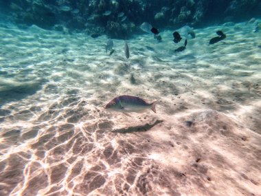 Mercan resifinde suyun altında Lethrinus Nebulosus olarak bilinen tropik İspanyol İmparator Balığı. Mercanlar ve tropikal balıklarla dolu su altı yaşamı. Kızıl Deniz 'deki Mercan Resifi, Mısır