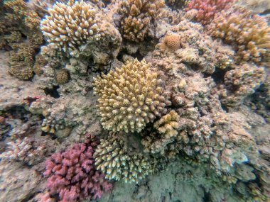 Sualtı panoramik mercan resifleri tropikal balıklar, deniz yosunları ve Mısır 'daki mercanlar. Stylophora pistillata, Lobophyllia hemprichii, Acropora hemprichii, Favia favus ve diğerleri