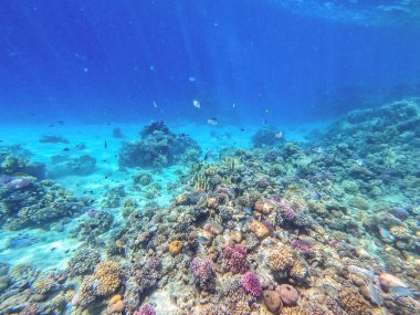 Sualtı panoramik mercan resifleri tropikal balıklar, deniz yosunları ve Mısır 'daki mercanlar. Acropora gemmifera ve Hood mercanı ya da Pürüzsüz karnabahar mercanı (Stylophora pistillata), Lobophyllia hemprichii, Acropora hemprichii veya Pristine Stag