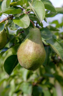 Olgun armut ağacı dalı. Bahçedeki organik armut. Görünümü armut kadar yakın büyümeye armut ağacı dalı yaprakları altında güneş ışığı ile. Armut tarih seçici odak