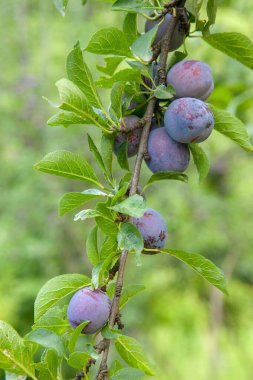 Hasat edilmeye hazır bir ağaç dalından sarkan olgun erikler. Meyve bahçesindeki ağaç dalında olgun erikler. Meyve bahçesinde erik ağacı dalı üzerinde yeşil yaprakları ile taze organik meyve görünümü