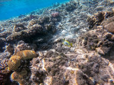 Renkli tropikal siyah benekli lastik balığı ya da mercan resifinde suyun altındaki plectorhinchus gaterinus 'a yakından bakın. Mercanlar ve tropikal balıklarla dolu su altı yaşamı. Kızıl Deniz 'deki Mercan Resifi, Mısır
