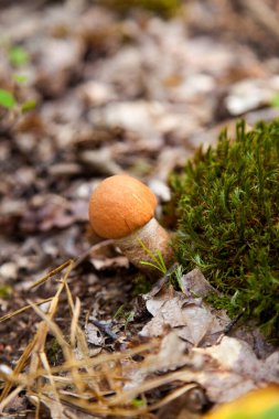 Turuncu kapak boletus. Yenebilir orman mantarları. Genç bir boletus ormanda yetişir, kırmızı başlıklı bir mantar ve kuru yapraklar ve dallar arasında beyaz bir ayak.