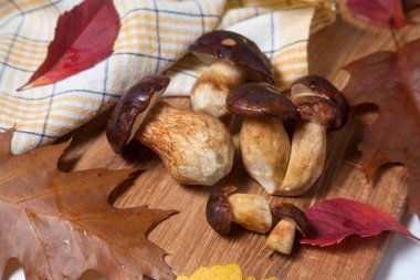 Boletus Badius, Imleria Badia ya da Bay Bolete 'nin sonbahar kompozisyonu ve ahşap kesim tahtasında canlı sonbahar yaprakları. Yenilebilir ve gözenekli mantarların kadife rengi kahverengi veya kestane rengi başlıkları vardır.