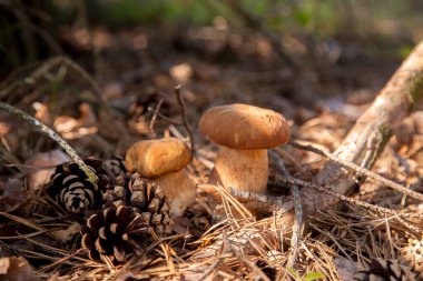 Vahşi doğada iki Boletus mantarı. Porcini mantarları (Sepet, porcino veya kral bolete, genellikle boletus edulis olarak adlandırılır) sonbahar mevsiminde yosun ve kuru yaprakların arasında çam ağacı ormanlarında bulunur.