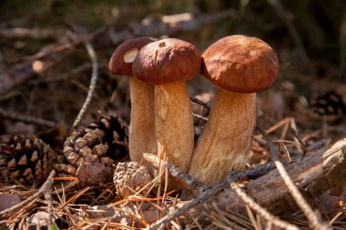 Vahşi doğada üçlü Boletus mantarı. Porcini mantarı (Sepet, porcino veya kral bolete, genellikle boletus edulis olarak adlandırılır) sonbahar mevsiminde yosun ve kuru yaprakların arasında çam ağacı ormanlarında bulunur.