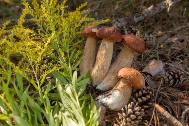 Boletus mantarları ve sarı çiçekler. Porcini mantarları (Sepet, porcino veya kral bolete, genellikle Boletus edulis olarak adlandırılır) sonbahar mevsiminde yosun ve kuru yaprakların arasında çam ağacı orman tabanında bulunur. Yenebilir orman mantarları..