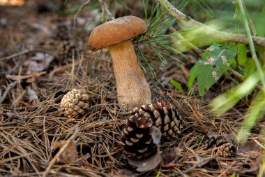 Vahşi doğada tek Boletus mantarı. Porcini mantarı (Sepet, porcino veya kral bolete, genellikle boletus edulis olarak bilinir) sonbahar mevsiminde çam ağacı ormanlarında yosun ve kuru yapraklar arasında yetişir.