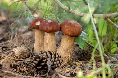 Vahşi doğada üçlü Boletus mantarı. Porcini mantarı (Sepet, porcino veya kral bolete, genellikle boletus edulis olarak adlandırılır) sonbahar mevsiminde yosun ve kuru yaprakların arasında çam ağacı ormanlarında bulunur.