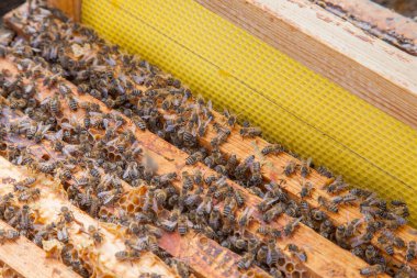 Arı kovanının çerçeveleri. Bal arılarının oluşturduğu çerçeveleri gösteren açılan kovan gövdesinin yakından görünümü