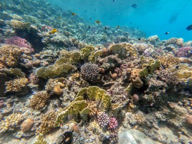 Sualtı panoramik mercan resifleri tropikal balıklar, deniz yosunları ve Mısır 'daki mercanlar. Acropora gemmifera ve Hood mercanı ya da Pürüzsüz karnabahar mercanı (Stylophora pistillata), Lobophyllia hemprichii, Acropora hemprichii veya Pristine Stag