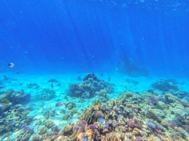 Sualtı panoramik mercan resifleri tropikal balıklar, deniz yosunları ve Mısır 'daki mercanlar. Acropora gemmifera ve Hood mercanı ya da Pürüzsüz karnabahar mercanı (Stylophora pistillata), Lobophyllia hemprichii, Acropora hemprichii veya Pristine Stag