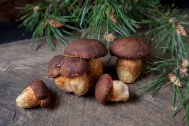 Birkaç Boletus badius, imleria badia ya da Bay bolete mantarlarının sonbahar kompozisyonu. Arkasında yeşil çam dalı olan eski ahşap arka planda. Yenilebilir ve gözenekli mantarların kadife rengi kahverengi veya kestane rengi başlıkları vardır.